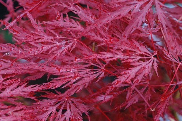 Arce japonés palmeado Inaba Shidare - Acer palmatum var. dissectum - El Nou Garden