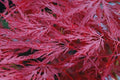 Arce japonés palmeado Inaba Shidare - Acer palmatum var. dissectum - El Nou Garden