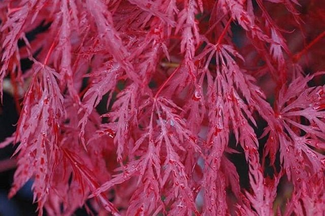 Arce japonés palmeado Inaba Shidare - Acer palmatum var. dissectum - El Nou Garden