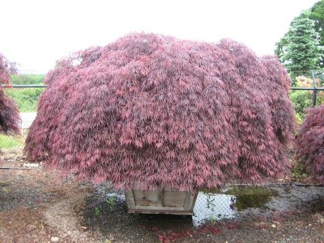 Arce japonés palmeado Inaba Shidare - Acer palmatum var. dissectum - El Nou Garden