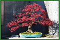 Arce japonés palmeado púrpura - Acer palmatum var. dissectum Atropurpureum - Bonsáis - El Nou Garden
