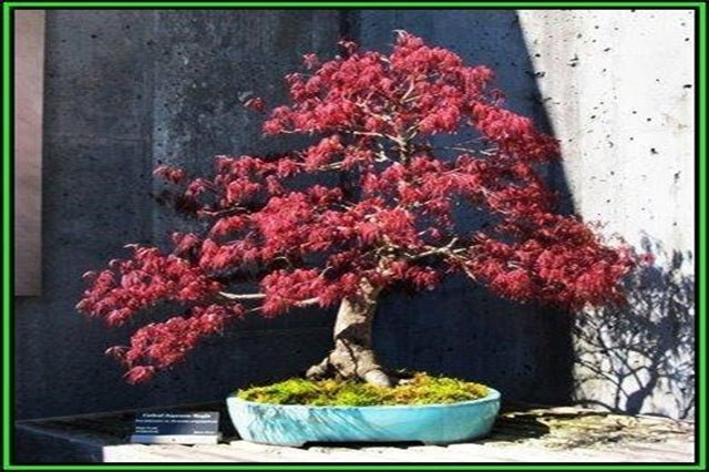 Arce japonés palmeado púrpura - Acer palmatum var. dissectum Atropurpureum - Bonsáis - El Nou Garden