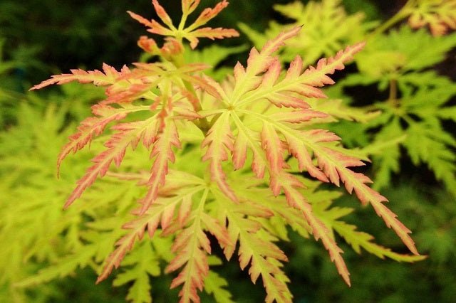 Arce japonés palmeado Seiryu - Acer palmatum var. dissectum - El Nou Garden