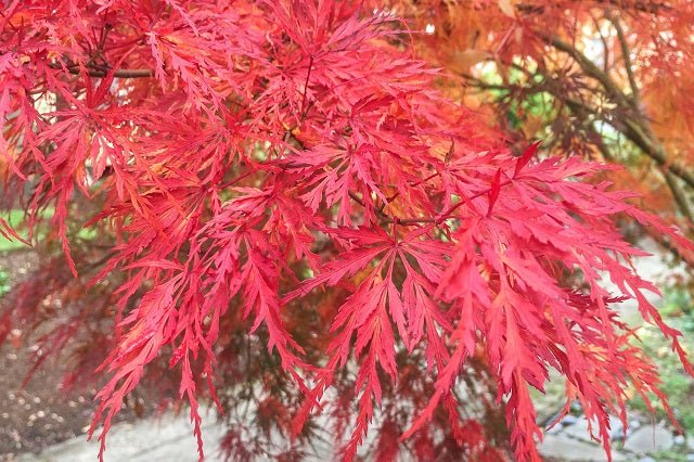 Arce japonés palmeado Seiryu - Acer palmatum var. dissectum - El Nou Garden