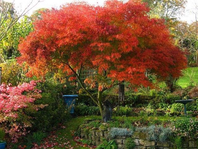 Arce japonés palmeado Seiryu - Acer palmatum var. dissectum - El Nou Garden