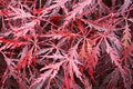 Arce japonés palmeado Tamuke Yama - Acer palmatum var. dissectum - El Nou Garden