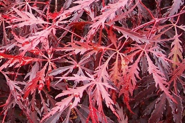 Arce japonés palmeado Tamuke Yama - Acer palmatum var. dissectum - El Nou Garden