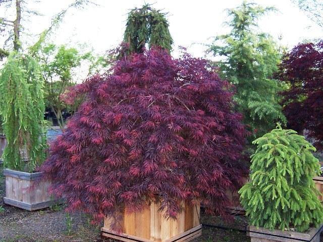 Arce japonés palmeado Tamuke Yama - Acer palmatum var. dissectum - El Nou Garden