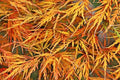 Arce japonés palmeado Viridis - Acer palmatum var. dissectum - El Nou Garden