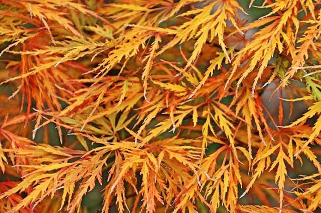 Arce japonés palmeado Viridis - Acer palmatum var. dissectum - El Nou Garden