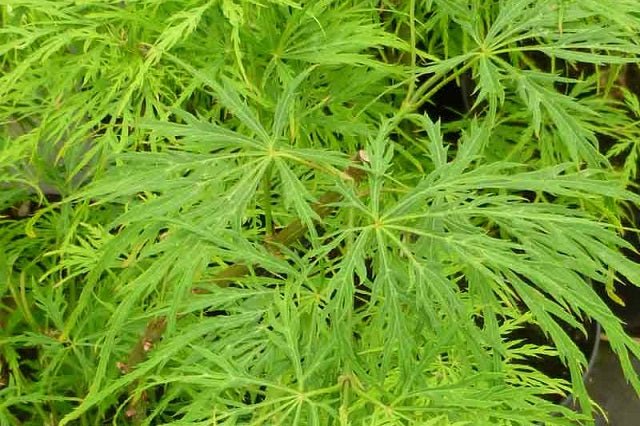 Arce japonés palmeado Viridis - Acer palmatum var. dissectum - El Nou Garden