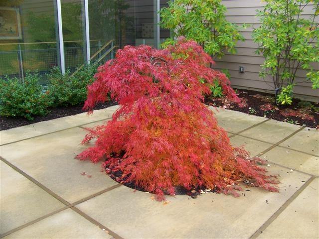 Arce japonés palmeado Viridis - Acer palmatum var. dissectum - El Nou Garden