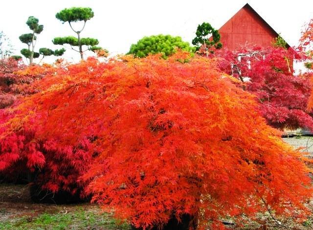 Arce japonés palmeado Viridis - Acer palmatum var. dissectum - El Nou Garden