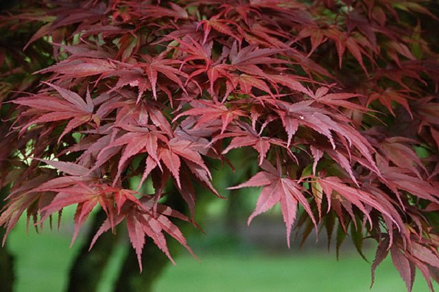 Arce japonés Pixie - Acer palmatum - El Nou Garden