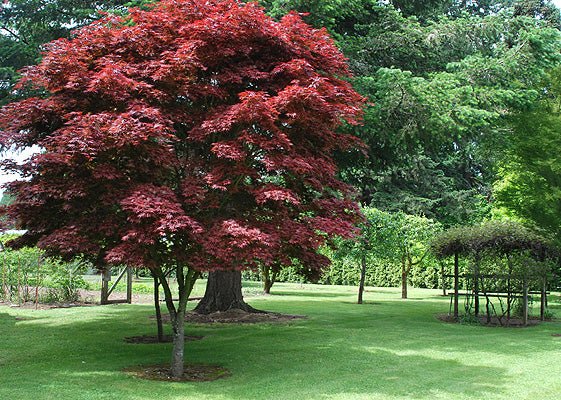 Arce japonés Pixie - Acer palmatum - El Nou Garden