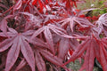 Arce japonés Red Emperor - Acer palmatum - El Nou Garden