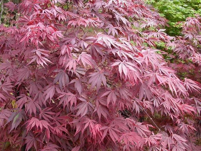Arce japonés Red Emperor - Acer palmatum - El Nou Garden