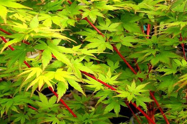 Arce japonés Red Wood - Acer palmatum - El Nou Garden
