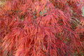 Arce japonés rojo - Acer palmatum var. dissectum Rubrum - El Nou Garden