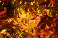 Arce japonés Shin - nyo - Acer palmatum - El Nou Garden