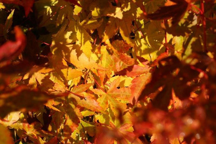 Arce japonés Shin - nyo - Acer palmatum - El Nou Garden