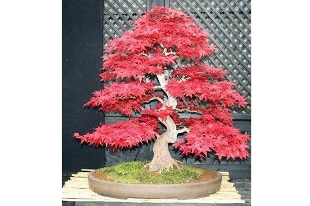 Arce japonés Shindeshojo - Acer palmatum - Bonsáis - El Nou Garden