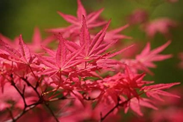 Arce japonés Shindeshojo - Acer palmatum - El Nou Garden