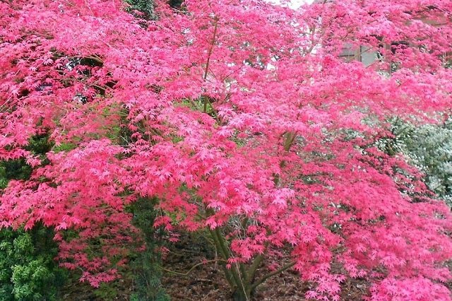 Arce japonés Shindeshojo - Acer palmatum - El Nou Garden