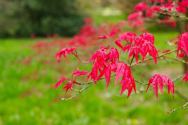 Arce japonés Shindeshojo - Acer palmatum - El Nou Garden