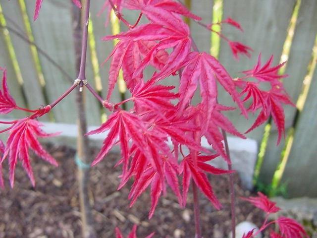 Arce japonés Shindeshojo - Acer palmatum - El Nou Garden