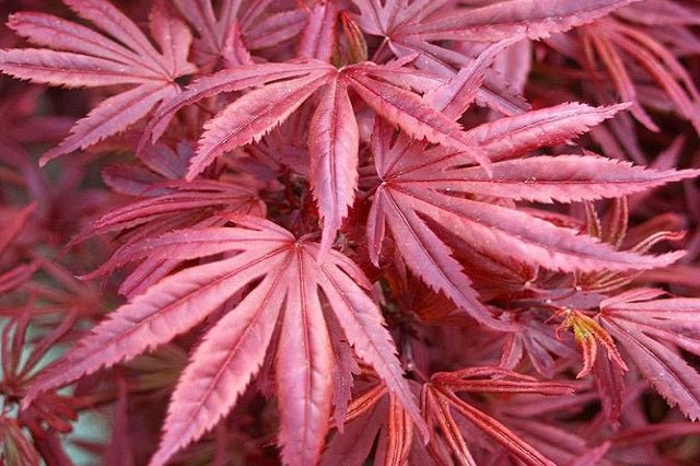 Arce japonés Skeeters Broom - Acer palmatum - El Nou Garden