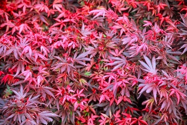 Arce japonés Skeeters Broom - Acer palmatum - El Nou Garden