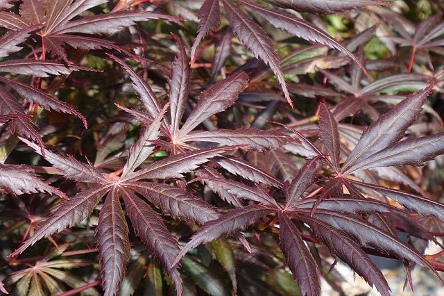 Arce japonés Trompenburg - Acer palmatum - El Nou Garden