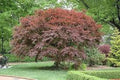 Arce japonés Trompenburg - Acer palmatum - El Nou Garden