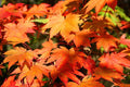 Arce japonés Vitifolium - Acer palmatum - El Nou Garden