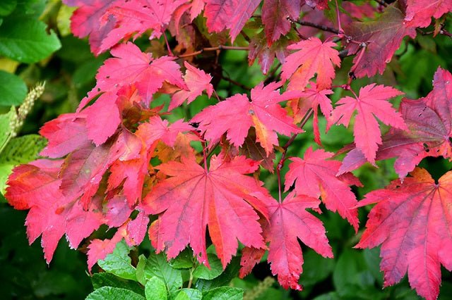 Arce japonés Vitifolium - Acer palmatum - El Nou Garden