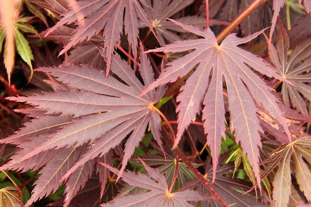 Arce japonés Yasemin - Acer palmatum - El Nou Garden