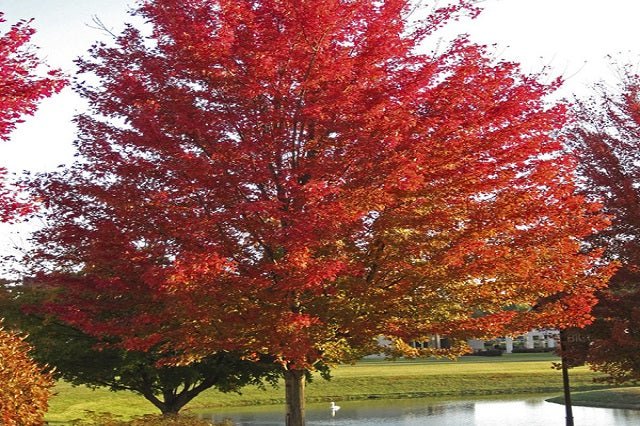 Arce plateado - Acer saccharinum - El Nou Garden