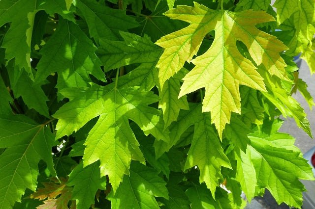 Arce plateado - Acer saccharinum - El Nou Garden