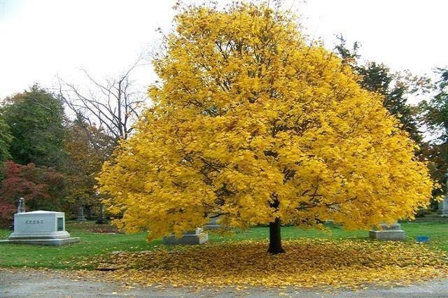 Arce real - Acer platanoides - El Nou Garden