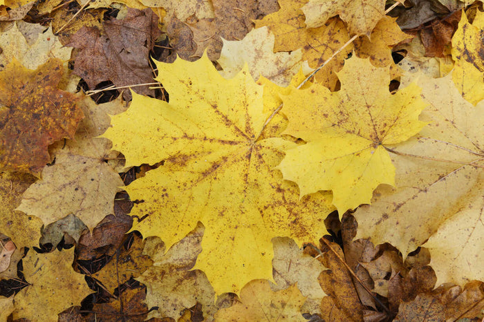 Arce real - Acer platanoides - El Nou Garden