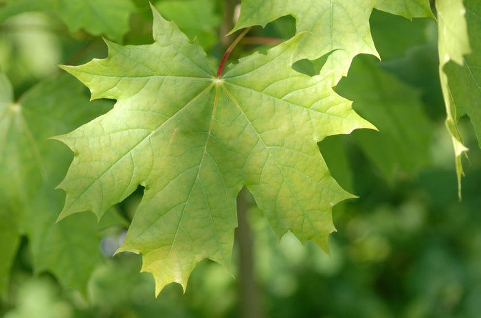 Arce real - Acer platanoides - El Nou Garden