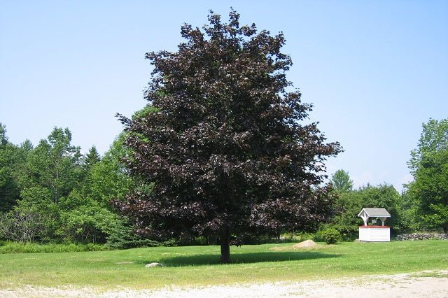 Arce real Crimson King - Acer platanoides - El Nou Garden