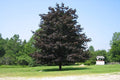 Arce real Crimson King - Acer platanoides - El Nou Garden