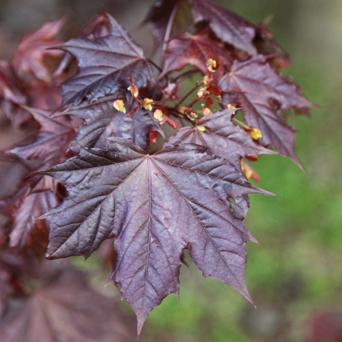 Arce real Crimson King - Acer platanoides - El Nou Garden