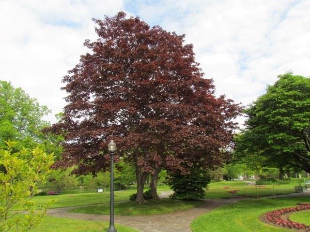 Arce real Crimson King - Acer platanoides - El Nou Garden