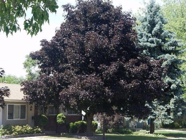 Arce real Crimson King - Acer platanoides - El Nou Garden