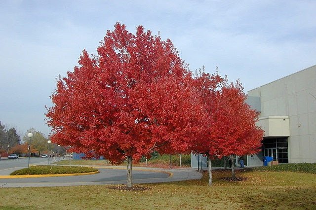 Arce real Crimson Sentry - Acer platanoides - El Nou Garden