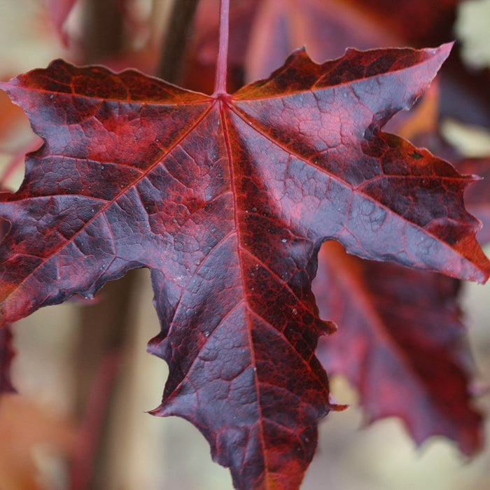Arce real Crimson Sentry - Acer platanoides - El Nou Garden