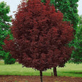 Arce real Crimson Sentry - Acer platanoides - El Nou Garden